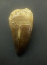2.5 Inches Rare Mosasaur Tooth Fossil Prognathodon  teeth Morocco Fossilized  picture