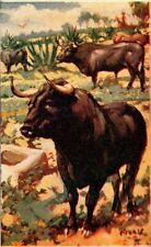 vintage postcard advertisement BULL FIGHT Nogales, Sonora, Bull Ring Mexico picture