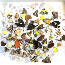 MIXED 500 pcs unmounted folded real butterfly artwork material CHINA  #X2 picture