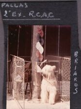 VINTAGE PHOTOGRAPH 1967-70 BIG HAIRY LONG HAIR DOG/PUPPY SHOW FRANCE OLD PHOTO picture