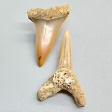 Uncommon Pair Upper/Lower Fossil Extinct MAKO Shark Teeth - Miocene, France picture