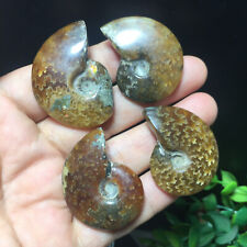 4pcs 48g Natural polishing conch ammonite fossil specimens of Madagascar 165 picture