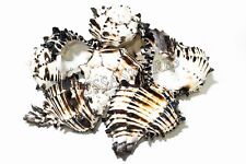 Black Murex Phyllonotus erythrostomu Hermit Crab Sea Shell 5