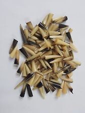 100 X Pcs piece South African Kudu Horn Horns Polished Shofar Tips picture