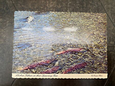 Postcard Alaska AK Spawning Salmon in Upstream Alaskan River Mel Anderson picture