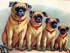 1880's 4 PUG DOGS ON A CIGARETTE HOLDER*GOODRICH & CO*OSWEGO NEW YORK*TRADE CARD picture
