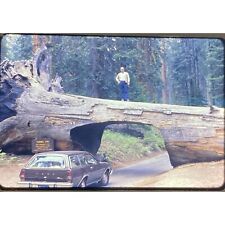 Vtg 1977 35mm Slide Sequoia Ntl. Park Tunnel Log Ford Pinto Wagon picture