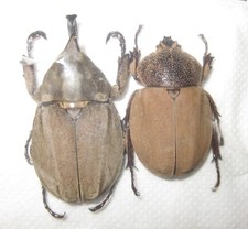 Dynastinae Spodisthes hopei Pair A1 Male 37mm COSTA RICA) VERY RARE picture