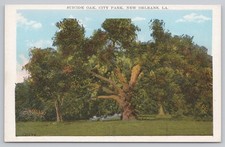 Antique New Orleans Suicide Oak c1910 City Park Louisiana Historic Tree Postcard picture