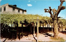 Tombstone Arizona Rose Bush Town Too Tough to Die Chrome Postcard C12 picture