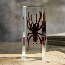 Taxidermy Tarantula Bird Spider Insect in Resin, 4.3 X 1.7 X 1 Inches Real Bug T picture