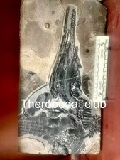 Available — Partial Mixosaurus | A Powerful Close-Up of Triassic Anatomy picture