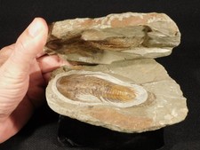 Big Super NICE Acadoparadoxides sp. TRILOBITE Fossil Morocco 1414gr picture