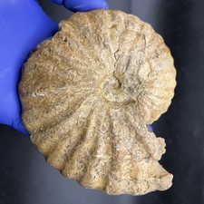 GIANT AMMONITE SHELL FOSSIL UNKNOWN LOCALITY 5.3” picture