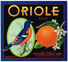 ORIGINAL 1930S ORIOLE ORANGE CRATE LABEL FILLMORE VENTURA BIRD VINTAGE MINT picture