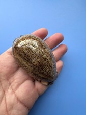 75.3mm | Mauritia arabica asiatica | GIANT size | F+++ GEM| Light YELLOW color picture