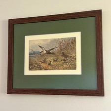 Vintage Mallard Duck Framed Wall Art German Postcard 9x11 Cabin Lake Decor picture