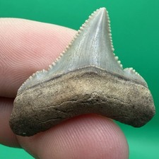 GEM QUALITY BUTTON ANGUSTIDENS SHARK TOOTH 1.25” JUVENILE SHARK TOOTH picture