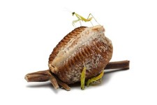 Live Praying Mantis Kit 2 egg cases, Educational Science Kit, Stem Project picture