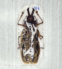 Cerambycidae : Macrodontia cervicornis 106mm A1 picture