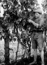 Grape Harvesting Chieti Abruzzo Italy 1920-30 OLD PHOTO picture