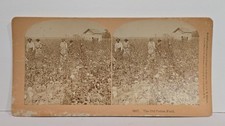 Antique 1892 B.W. Kilburn Old Cotton Field Stereoview Card Littleton NH Photo picture