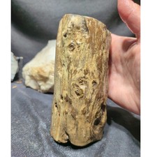 Petrified Zimbabwe Wood Polished Specimen (2lbs 10oz) picture