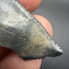 Great White Shark Tooth Fossil SWFL 1.71” All Natural  picture