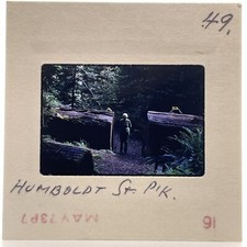Vintage 70s 35mm Slide Woman Posed By Large Tree Humboldt State Park picture