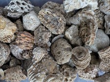 Ancient Marine Fossils 1/2 Lb High Quality Specimens Random Assortment picture