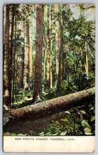 Red Spruce Forest Virginia Pine Mountain Grayson County 1909 Postcard picture
