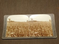 VINTAGE STEREOVIEW STEREOSCOPE CARD CORNFIELDS OSAGE VALLEY KANSAS picture