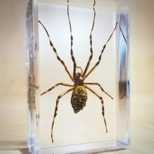 Real Spider in Resin, Small Wasp Spider, Oddities, Argiope Bruennichi picture