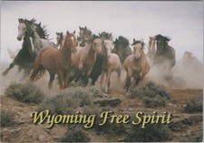 Wyoming Free Spirit WY Wild horses at McCullough Peak 4x6 Postcard picture