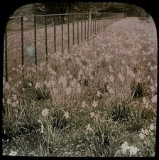 ANTIQUE Magic Lantern Slide A PROFUSION OF DAFFODILS C1910 PHOTO FLOWERS  picture