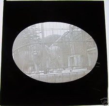 Glass Magic lantern slide LION AT THE ZOO  C1910  picture
