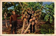 Giant Papaya Miami Florida Linen Postcard M-283 c1935 picture