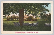 Postcard  Greetings from Churchton Maryland, Sheep Gathered Under Tree N-18 picture