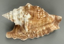 Tricornis oldi 111.9mm VERY LARGE Rare Old's Conch Seashell Oman F++ with Data picture