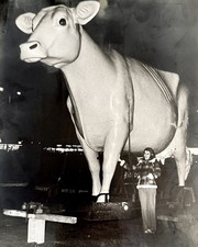Vintage 1970s Photo Columbus Ohio 15 Foot Hickory Farms Cow Statue Theft  picture