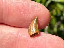 NICE Undescribed Dinosaur Tooth Fossil Raptor ? Morocco Kem Kem Theropod picture