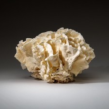 Genuine Lettuce Coral (8.5 lbs) picture