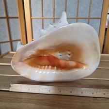 Vtg Giant Horned Helmet Conch Sea Shell Cassis Cornuta Ocean Specimen Queen  picture