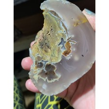 Pink Limb Cast Agatized Petrified Wood Specimen Natural Form (1lb) picture