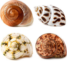 4 PCS Large Hermit Crab Shells 2~3.5Inch Natural Hermit Crab Shells picture