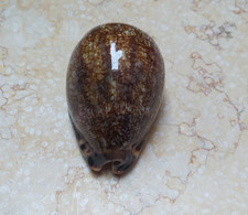 F Cypraea grayana large specimen red sea super glossy mauritia F++++F+++ 75.9mm picture