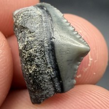 Baby Megalodon Shark Tooth RARE Juvenile Tooth 0.66” SWFL picture