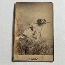 Antique Cabinet Card Photograph Cocker Spaniel Dog ID Sam Higgins Must Read picture