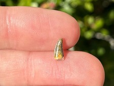 NICE Undescribed Dinosaur Tooth Fossil Raptor ? Morocco Kem Kem Theropod picture