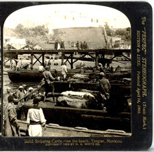 MOROCCO, Tangier, Shipping Cattle On The Beach--H.C. White Stereoview A108 picture